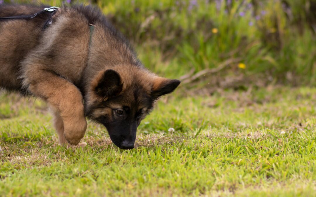 Why You Should Let Your Dog Sniff During Walks