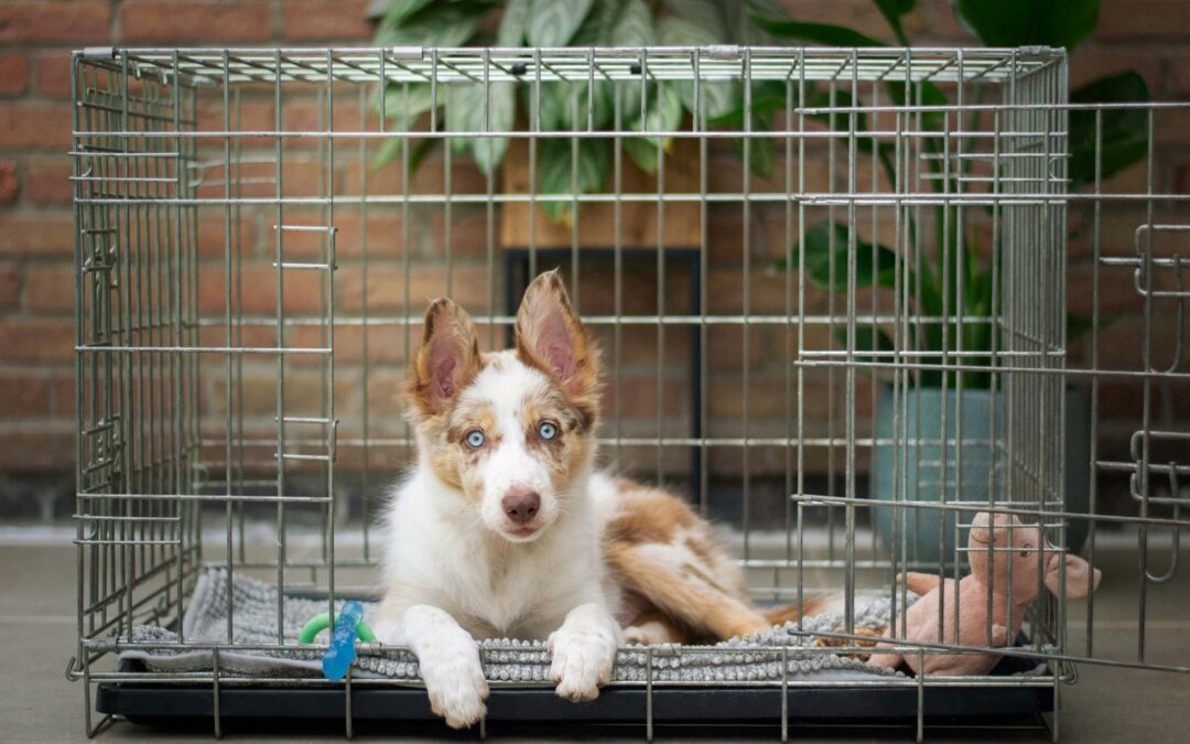 Crate Training Your Dog: Essential Tips for Success